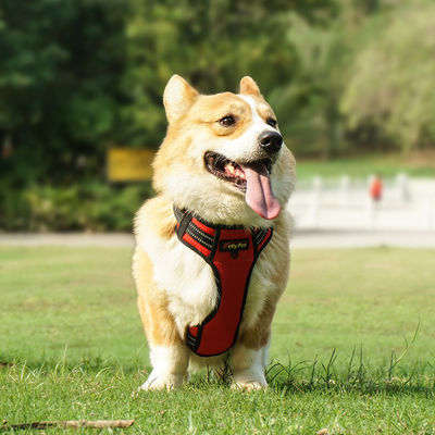 Su geçirmez Hi Vis Köpekler için LED Light Up Köpek Harness XS-XL